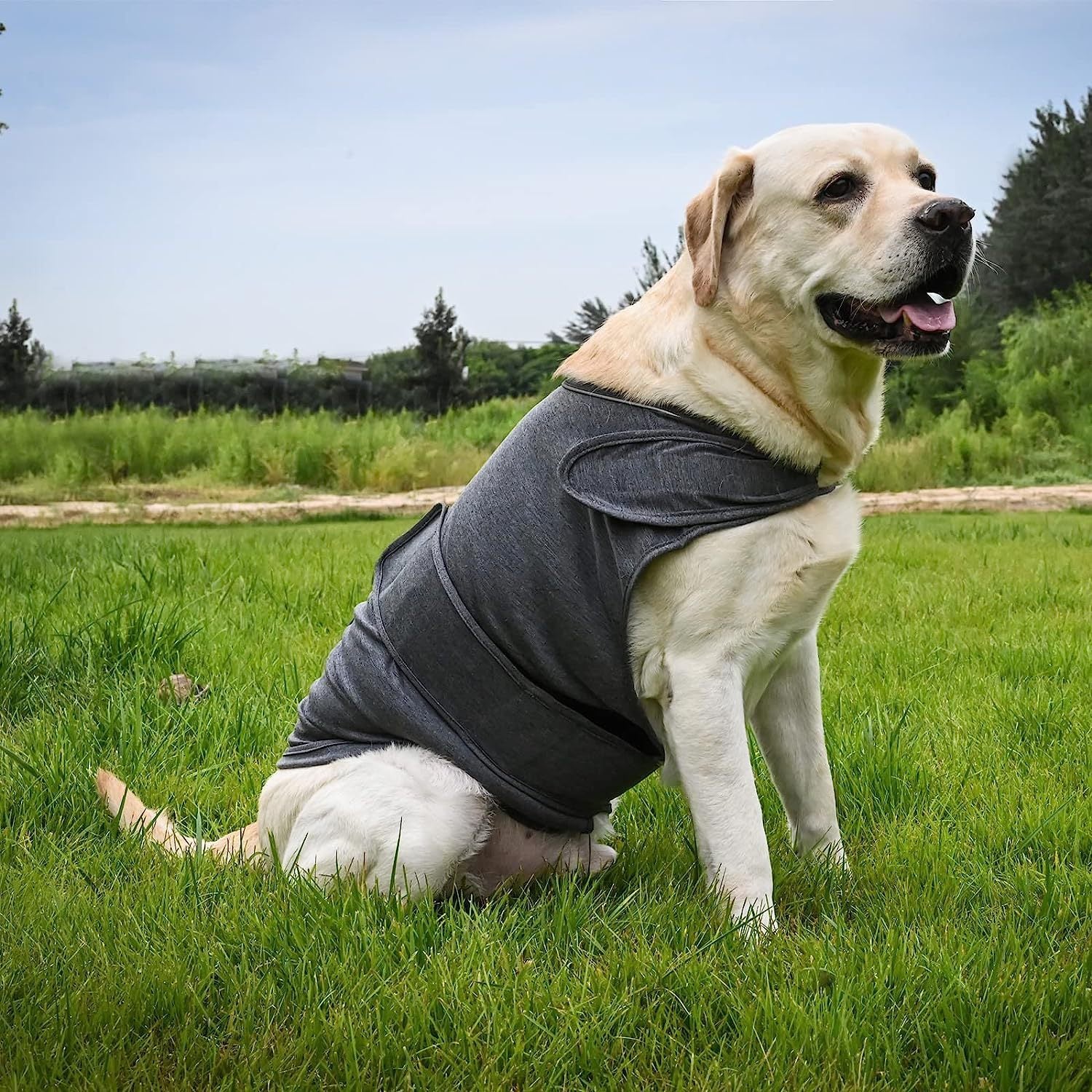 Anxiety Soothing Dog Vest