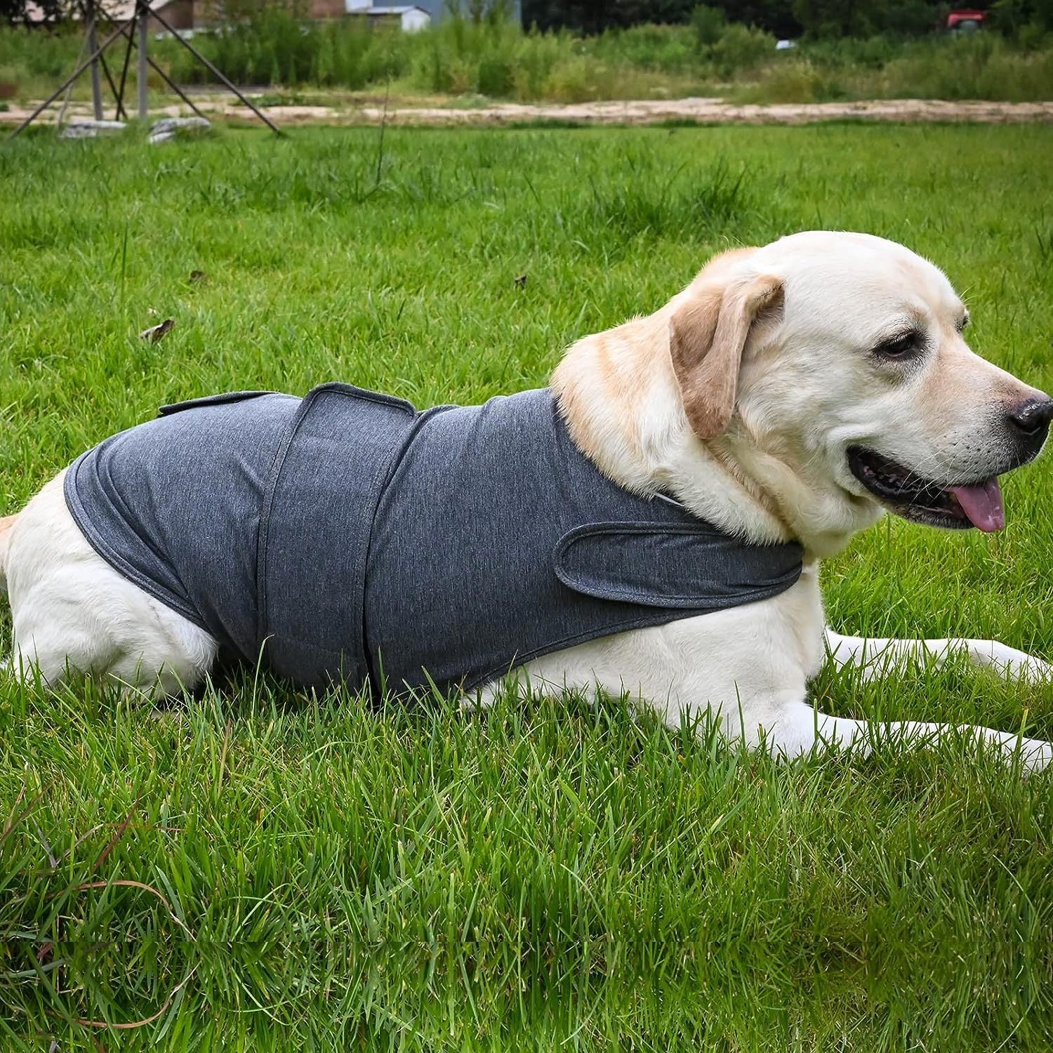 Anxiety Soothing Dog Vest